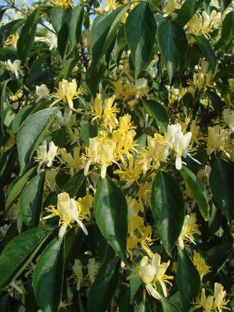 Lonicera maackii fleur
